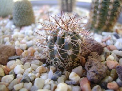 Melocactus azureus