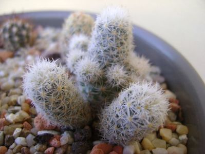 Escobaria sneedii ssp. leei