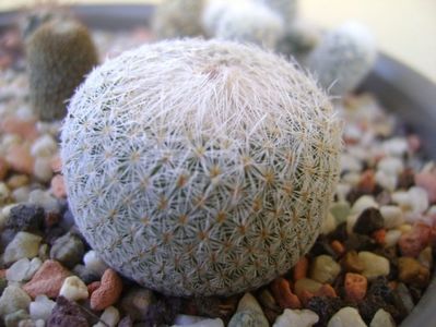 Epithelantha micromeris ssp. greggii