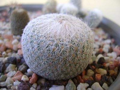 Epithelantha micromeris ssp. greggii