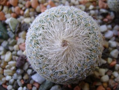 Epithelantha micromeris ssp. greggii