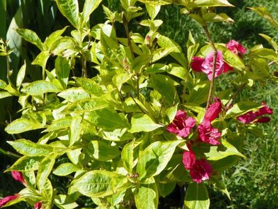 weigela Brigela