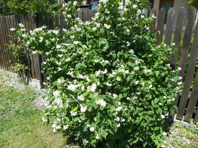 philadelphus coronarius