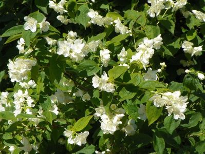 philadelphus coronarius