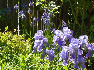 iris pallida