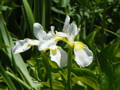 sibirica Butter and Sugar