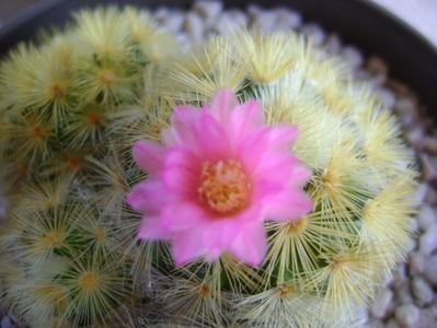 Mammillaria carmenae