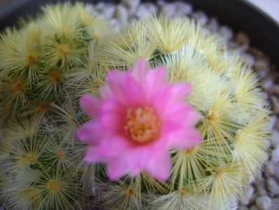 Mammillaria carmenae