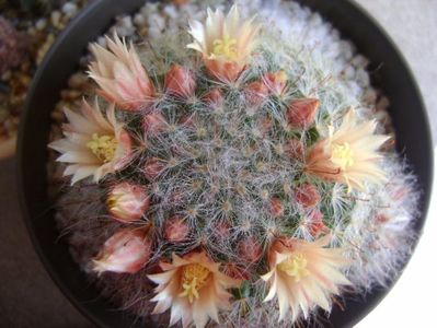 Mammillaria bocasana