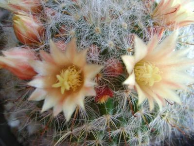 Mammillaria bocasana