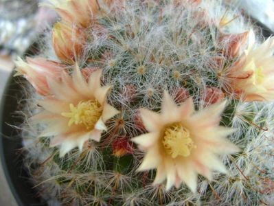 Mammillaria bocasana