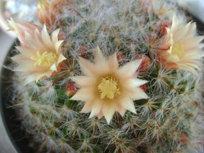 Mammillaria bocasana