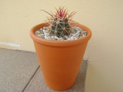 Ferocactus gracilis v. coloratus