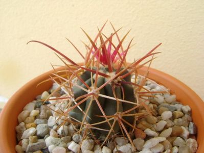 Ferocactus gracilis v. coloratus