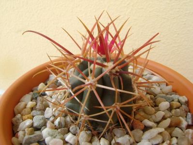 Ferocactus gracilis v. coloratus