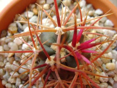 Ferocactus gracilis v. coloratus