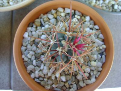 Ferocactus gracilis v. coloratus