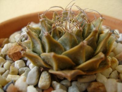 Obregonia denegri