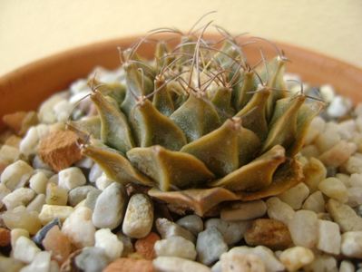 Obregonia denegri