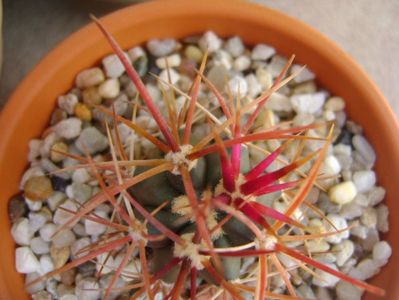 Ferocactus gracilis v. coloratus