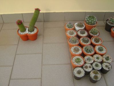 Terasa cu plante vara - cactusi; iunie 2017
