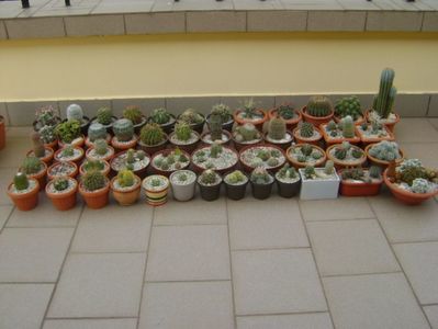 Terasa cu plante vara - cactusi; iunie 2017
