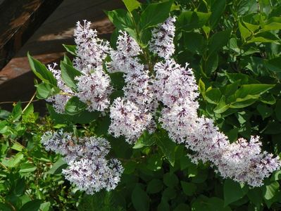 syringa Miss Kim