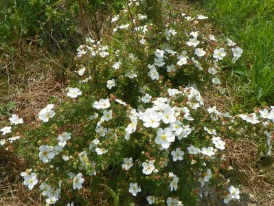 potentilla Abbotswood