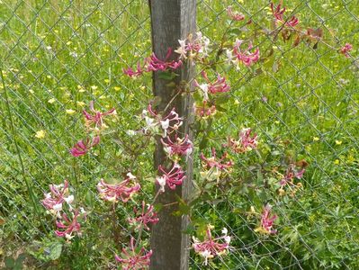 lonicera Belgica