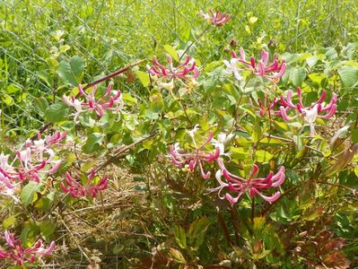 lonicera Belgica