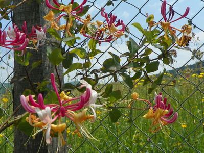 lonicera Belgica