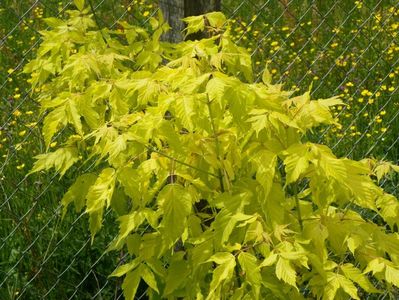 acer neg. Kelly's Gold