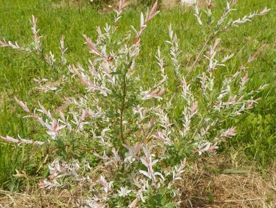 salix Hakuro Nishiki