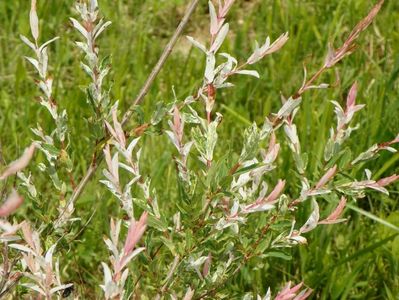 salix Hakuro Nishiki