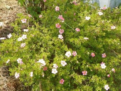 potentilla Lovely Pink