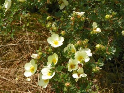 potentilla Primrose Beauty