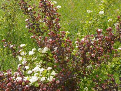 physocarpus Diabolo