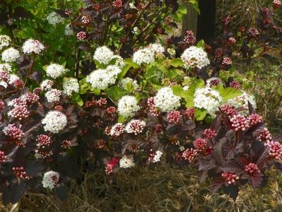 physocarpus Diabolo