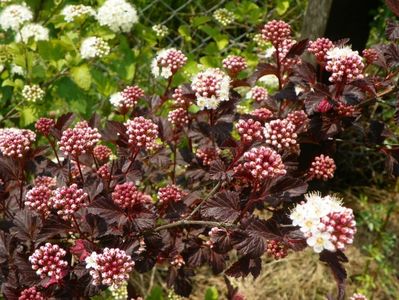 physocarpus Diabolo