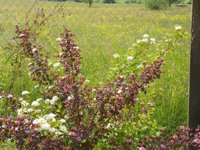 physocarpus Diabolo