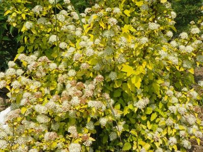 physocarpus Dart's Gold