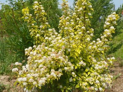 physocarpus Dart's Gold