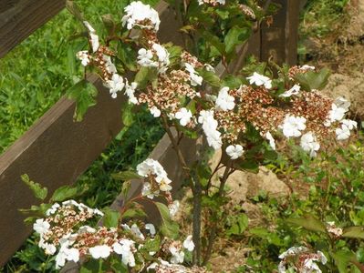 viburnum sarg. Onondaga