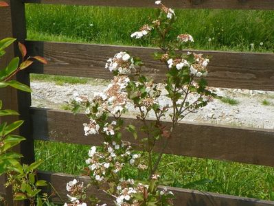 viburnum sarg. Onondaga