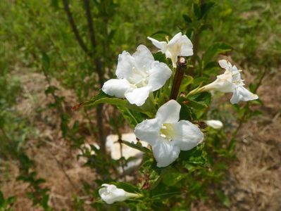 weigela candida