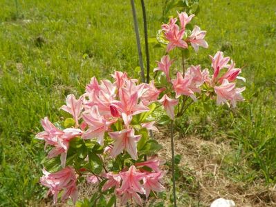 azalea Homebush