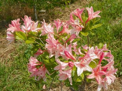 azalea Homebush