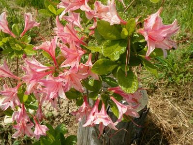 azalea Homebush