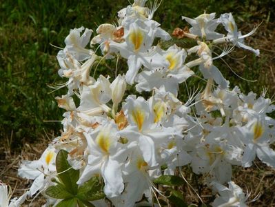 azalea Schneegold