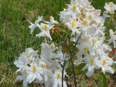 azalea Schneegold